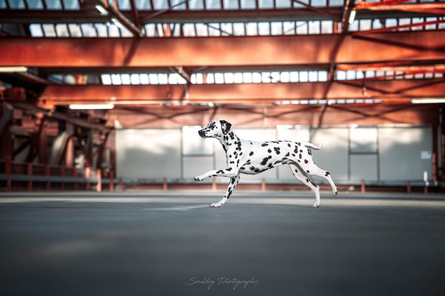 Zuki im gestreckten Galopp in einer alten Industriehalle
