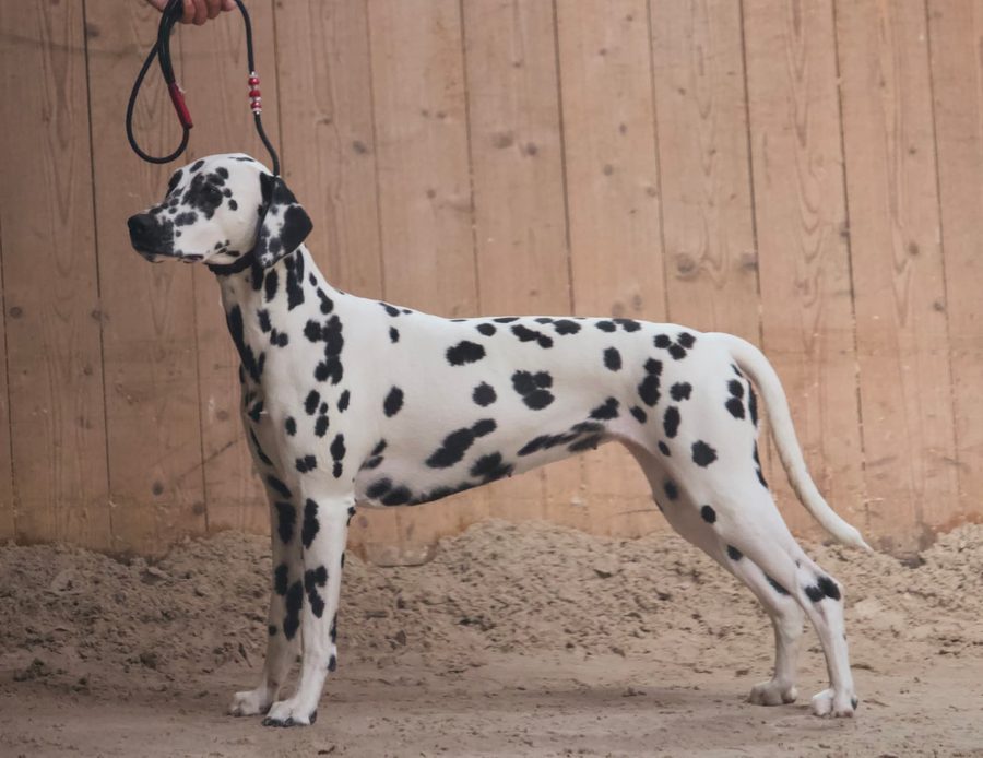 Zuki im Showstand vor einer Holzwand