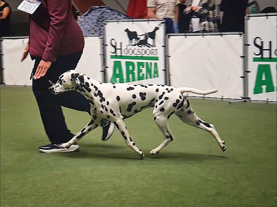 Zuki im raumgreifenden Trab im Ausstellungsring
